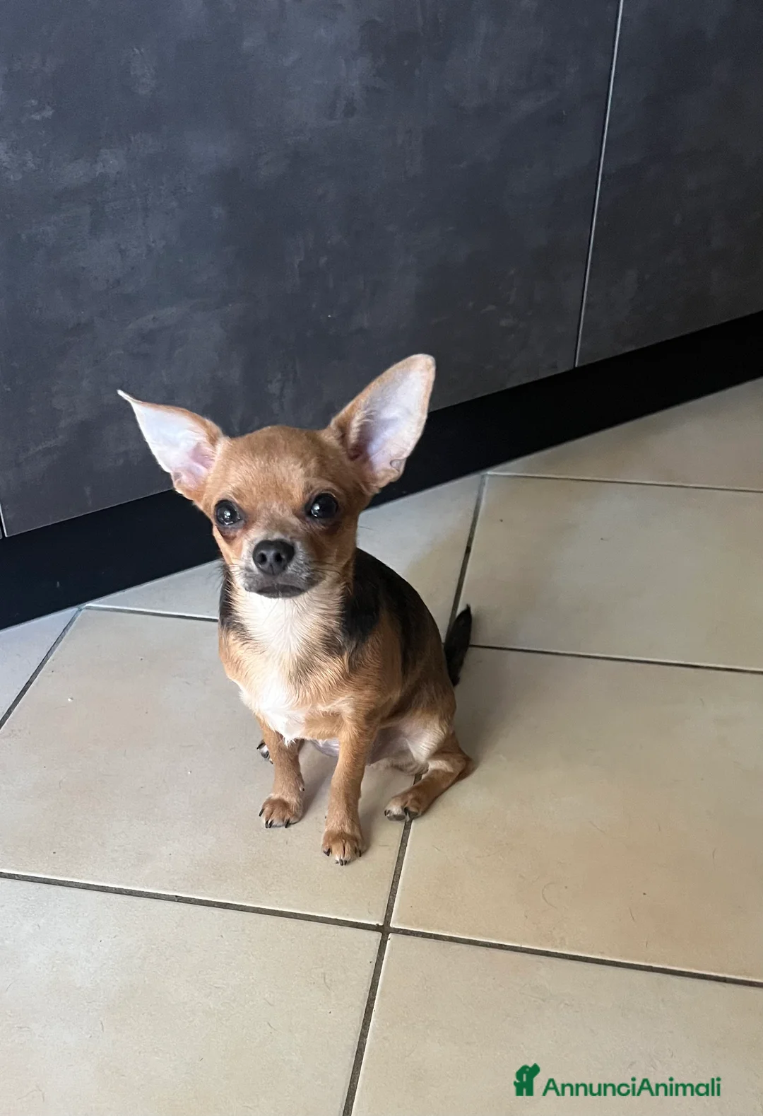Chihuahua cani in vendita: Femmina pedigree colore fulvo - Annuncio 2