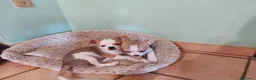 Chihuahua cani in vendita: 2 cuccioli di chihuahua con pedigree  - Annuncio 5