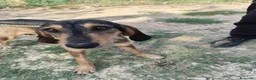 Segugio cani in regalo: Segugia a pelo ruvido - Annuncio 6