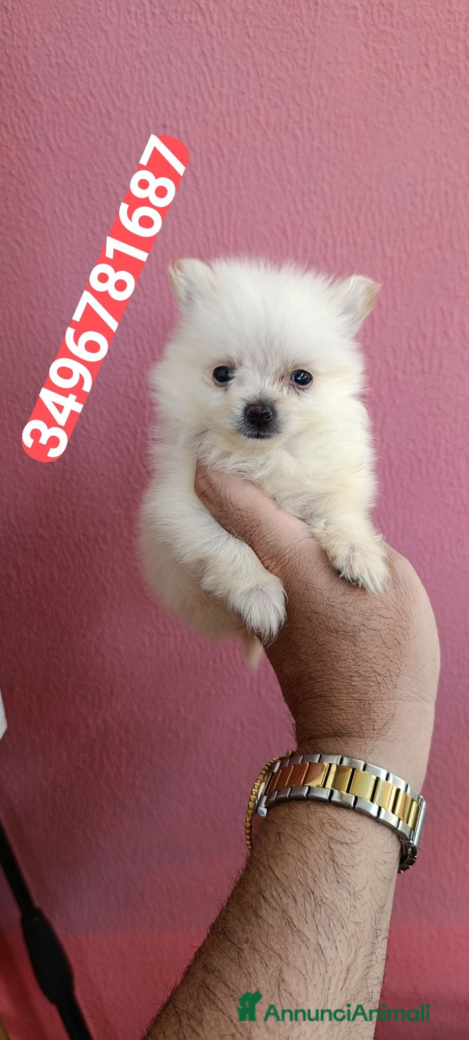 Spitz cani SPITZ TEDESCO PICCOLO ultime batuffoline cucciole - Annuncio 4