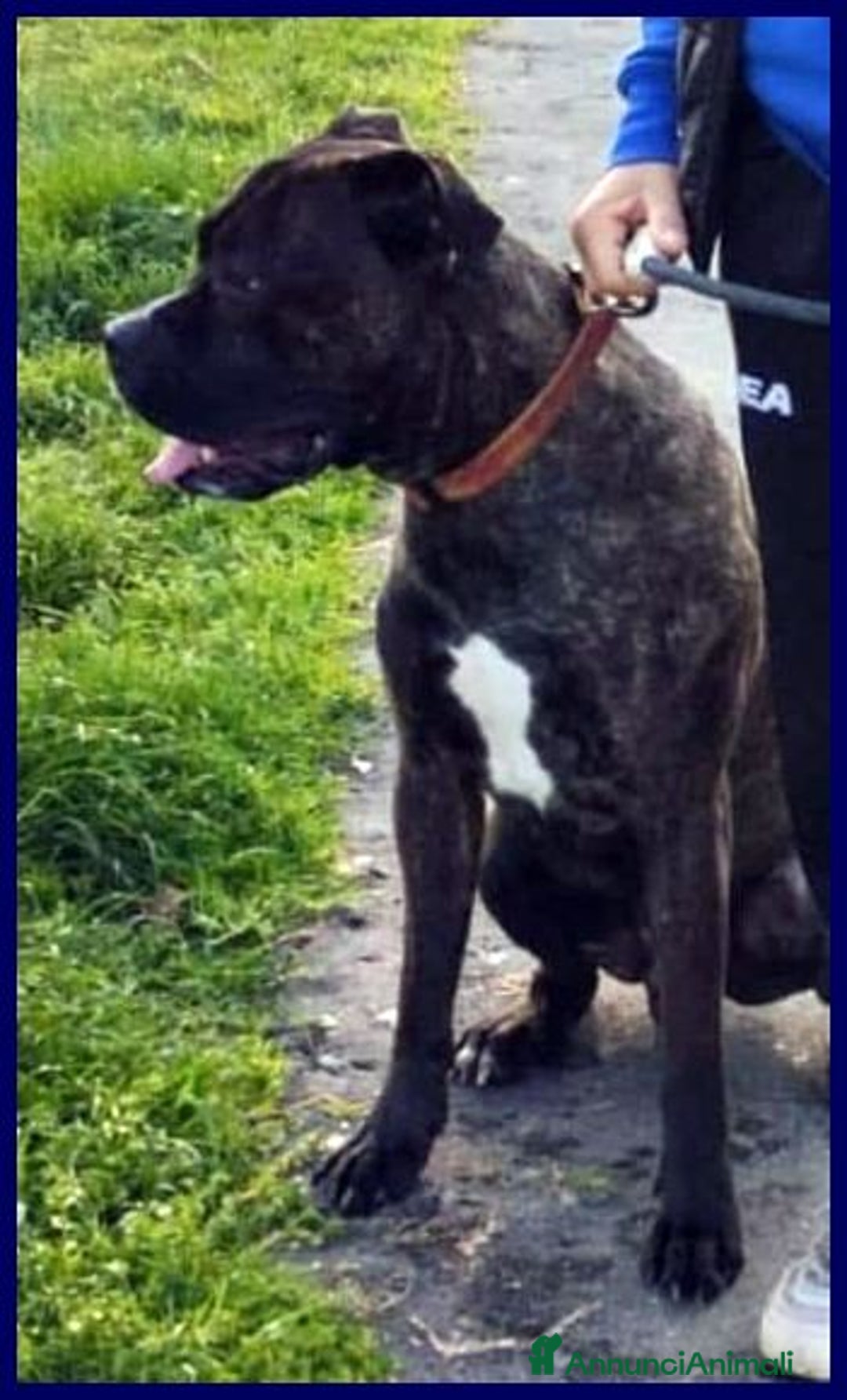 Meticcio cani in regalo: TYSON 3anni bravo... rimasto solo! - Annuncio 1