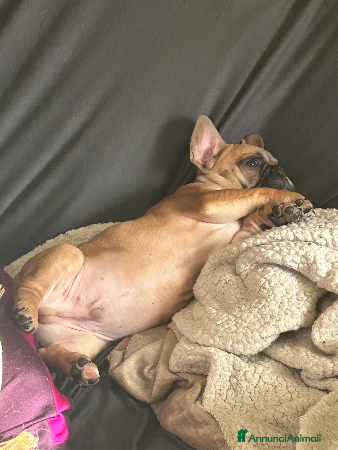 Bulldog Francese cani in vendita: Bulldog francese - Annuncio 5