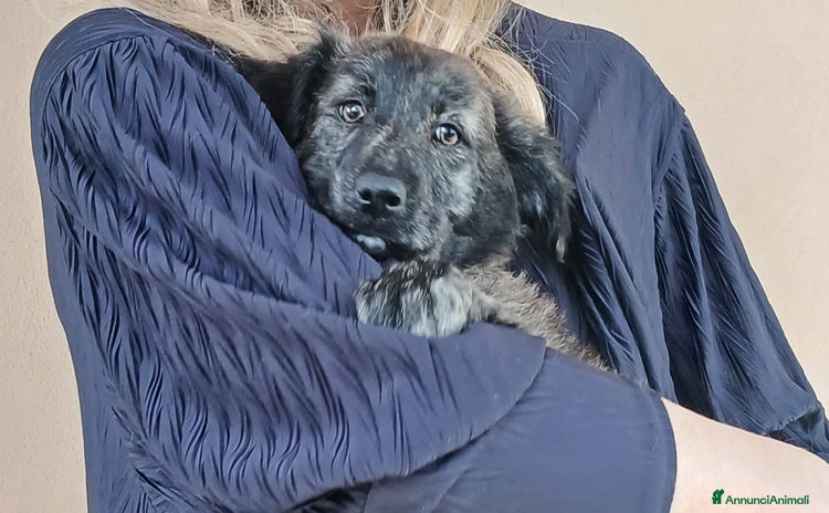 Meticcio cani a Città metropolitana di Roma Capitale - Annuncio 11