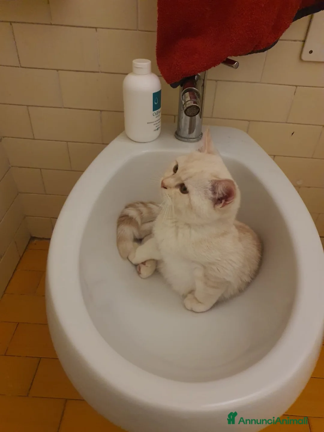 Scottish gatti in vendita: Gattini scottish - Annuncio 2