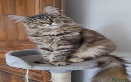 Maine Coon gatti in vendita: Prenotazioni Aperte - Cuccioli di Maine Coon! a Provincia di Cuneo - Immagine 2