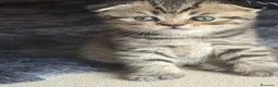 British gatti in vendita: British shorthair  - Annuncio 2