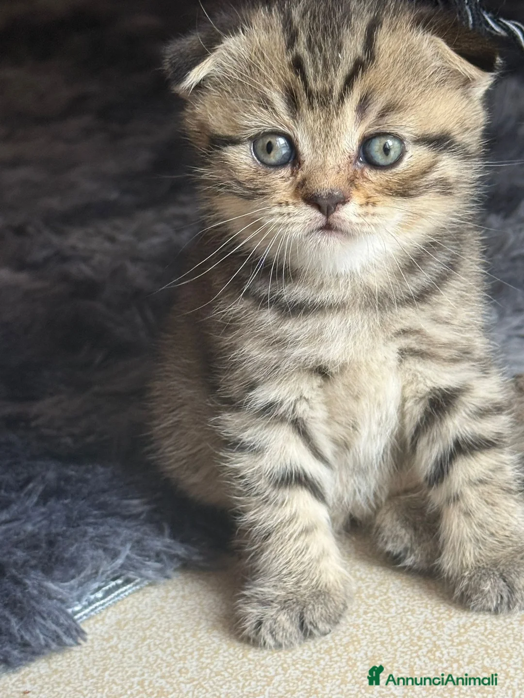 British gatti in vendita: British shorthair  - Annuncio 2