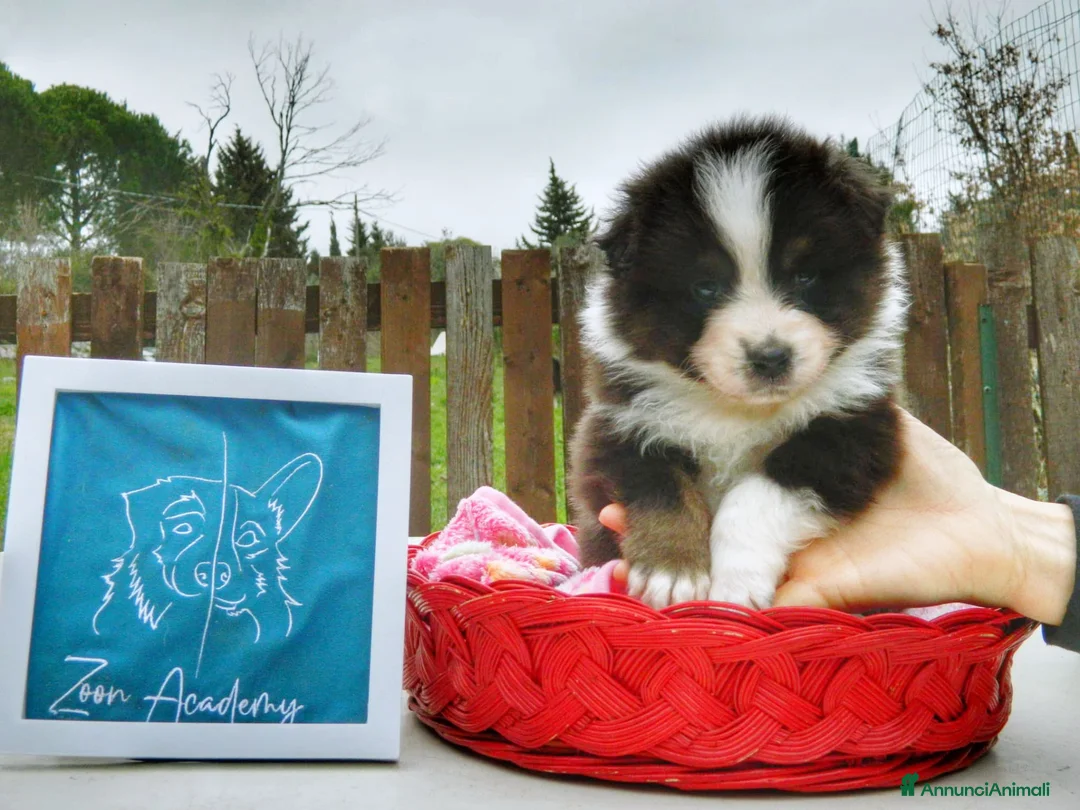 Australian Shepherd cani in vendita: Cuccioli alta genealogia Pastore Australiano - Annuncio 2