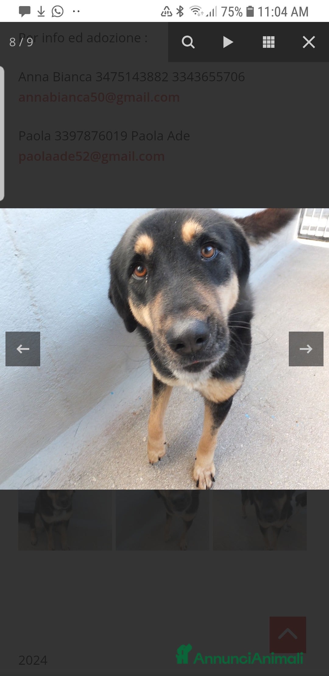 Altre razze cani in regalo: ADOZIONE DEL CUORE PER AFRICA, chiusa in box - Annuncio 7