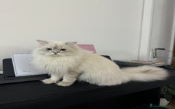 Scottish gatti per accoppiamento: Scottish Straight per accoppiamento  a Provincia di Varese - Immagine 4