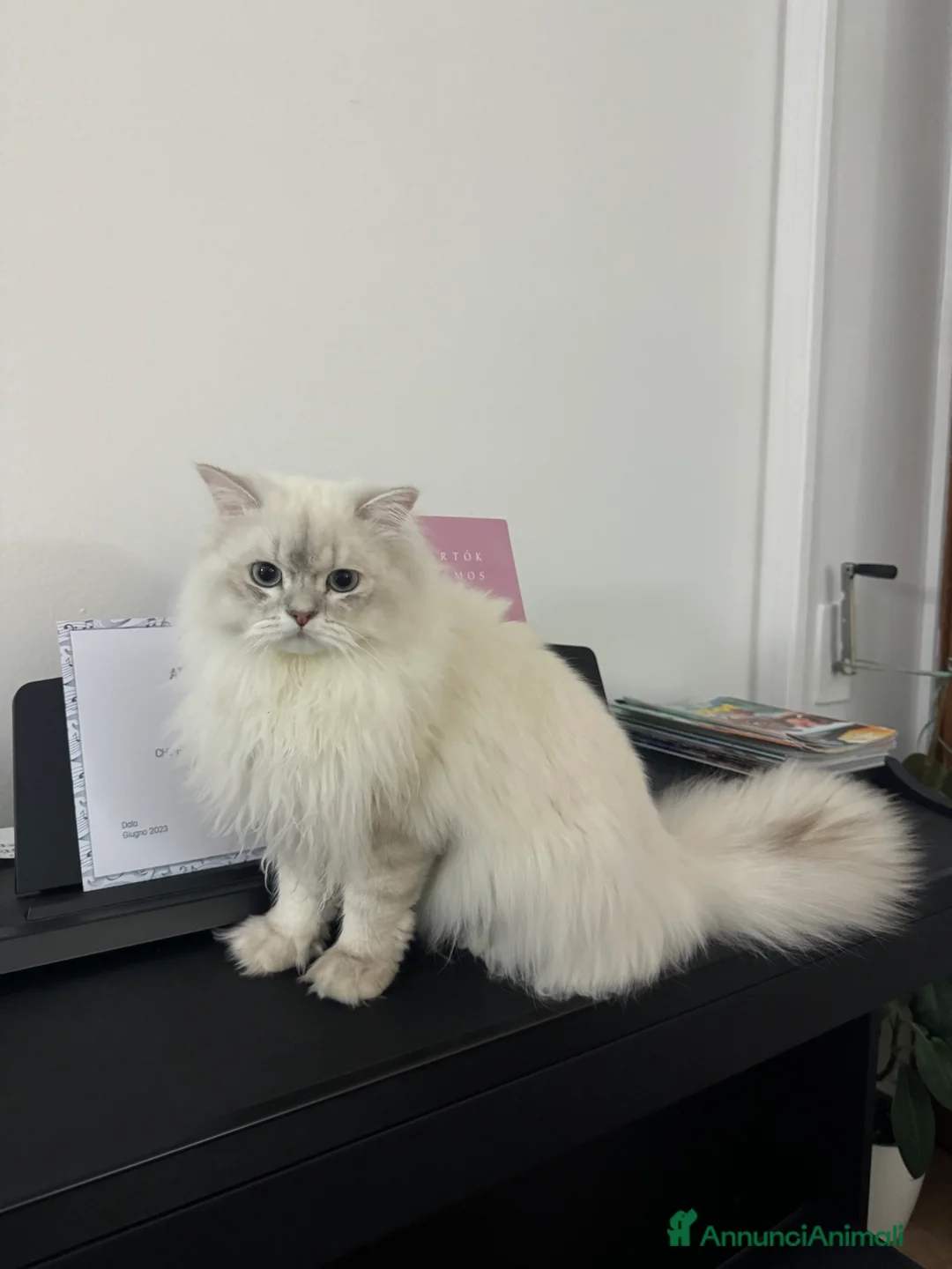 Scottish gatti per accoppiamento: Scottish Straight per accoppiamento  a Provincia di Varese - Annuncio 4