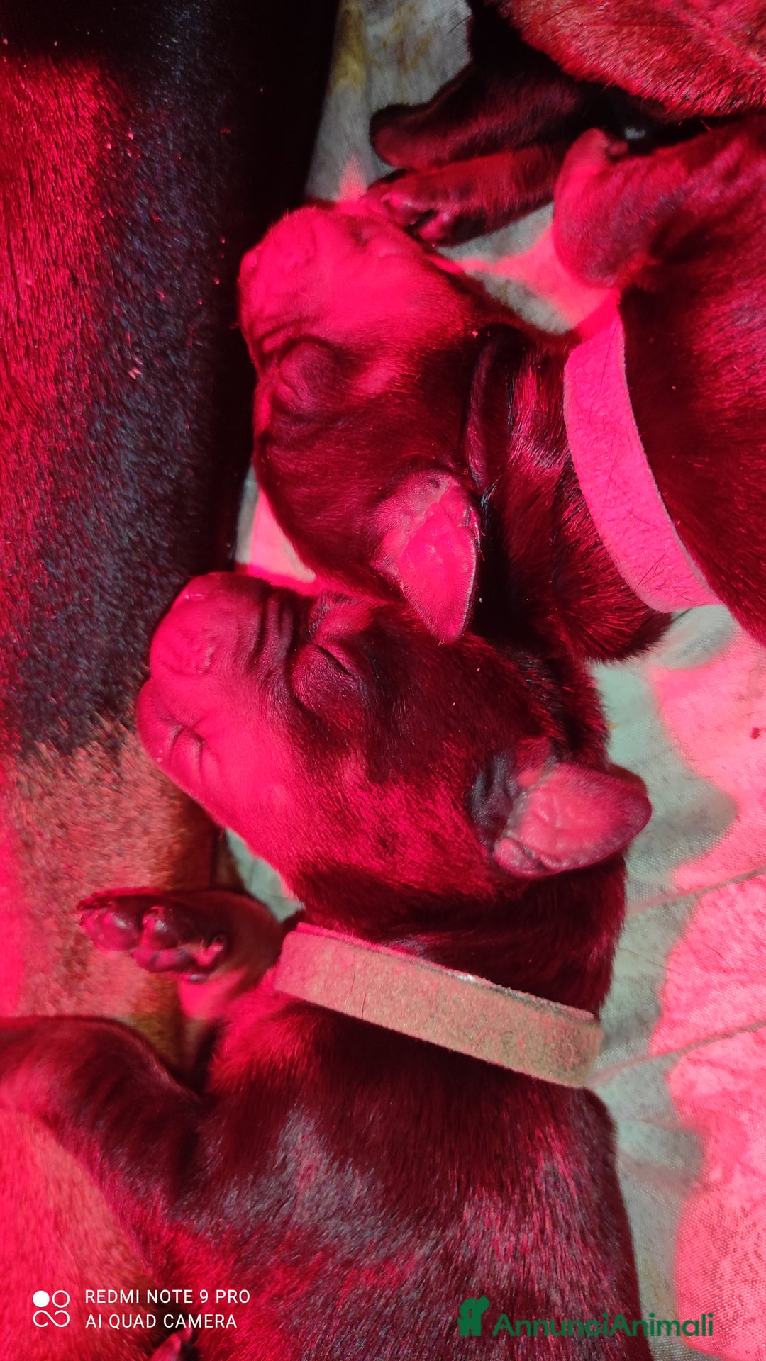 Dobermann cani in vendita: Cuccioli dobermann  - Annuncio 3