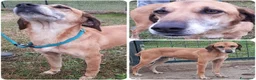 Meticcio cani in regalo: SANDRINO bravo e dolce - Annuncio 1