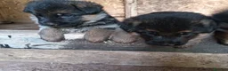 Pastore Tedesco cani in vendita: Cucciolata di Pastori Tedeschi - Annuncio 8