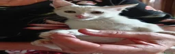 Europeo gatti in regalo: gattina cucciola bianca cerca casa🤍 - Annuncio 4