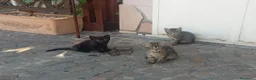 Europeo gatti in regalo: Splendidi gattini  - Annuncio 2