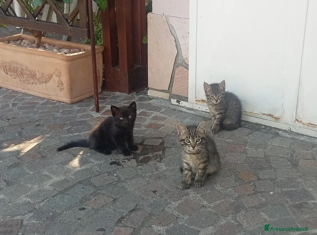Europeo gatti in regalo: Splendidi gattini  - Annuncio 2