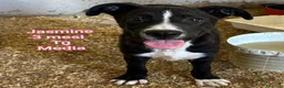 Meticcio cani in regalo: CUCCIOLI ABBANDONATI: EMERGENZA  a Città metropolitana di Milano - Annuncio 5
