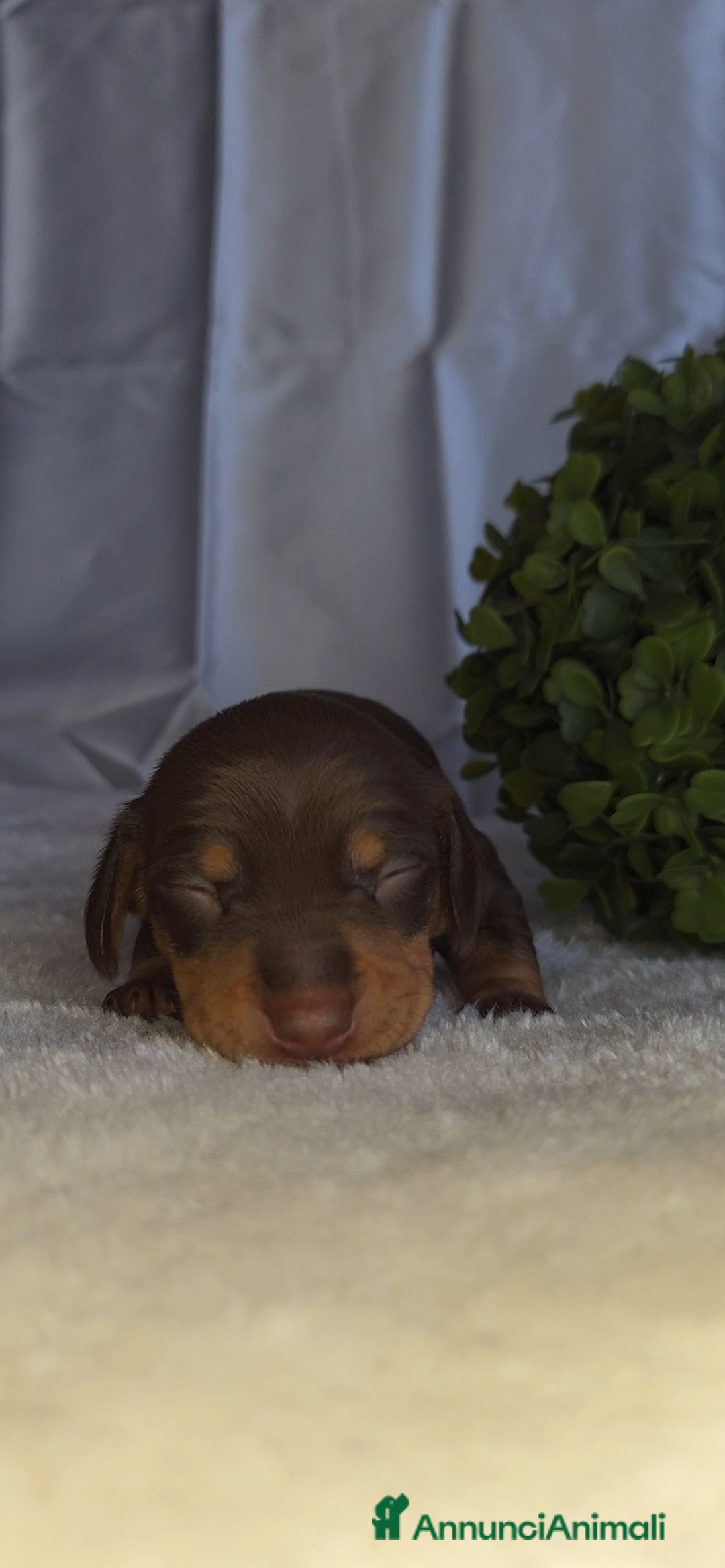 Bassotto cani in vendita: BASSOTTO FEMMINA CHOCOLATE - Annuncio 2