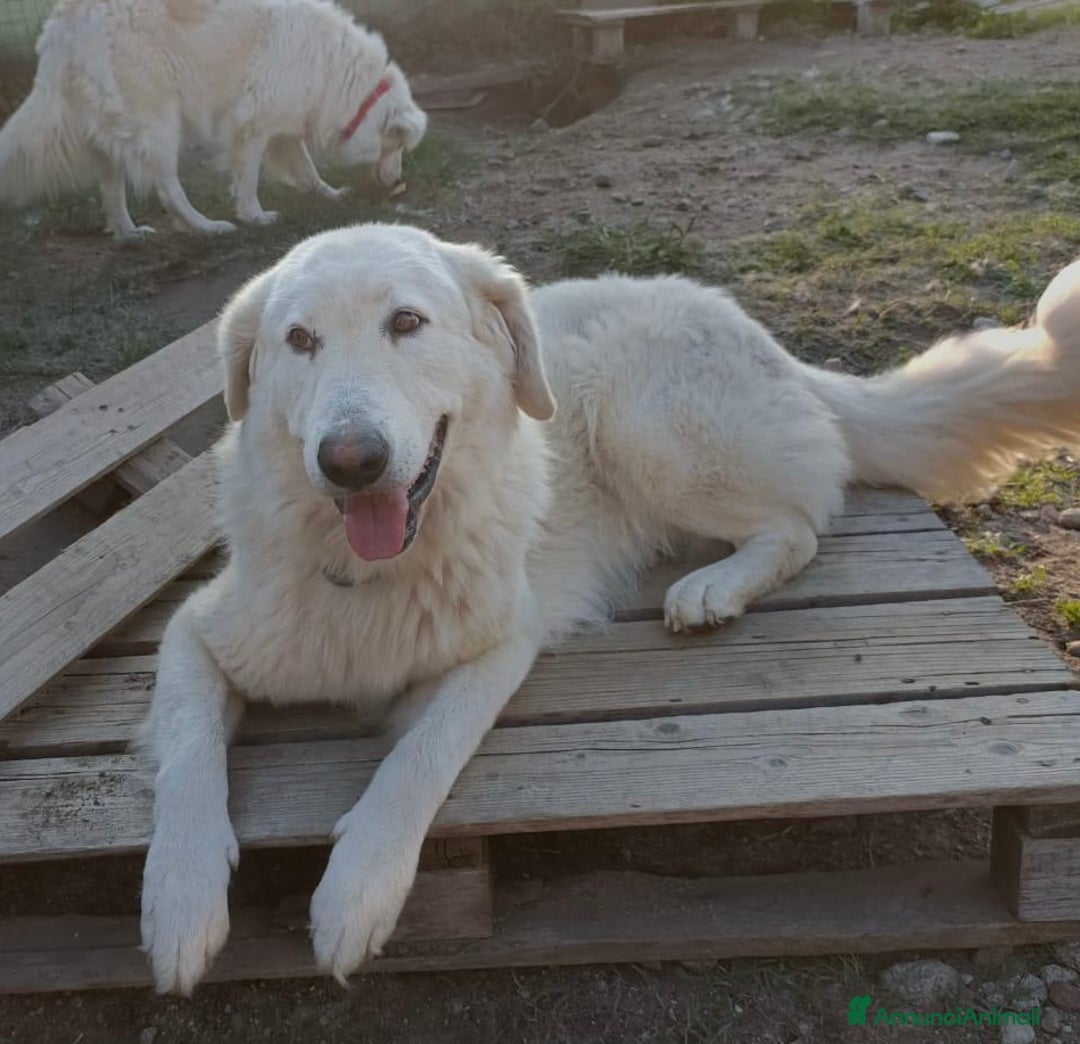 Pastore Maremmano cani in regalo: Tony meraviglioso Angelo di 4 anni rinchiuso  - Annuncio 11