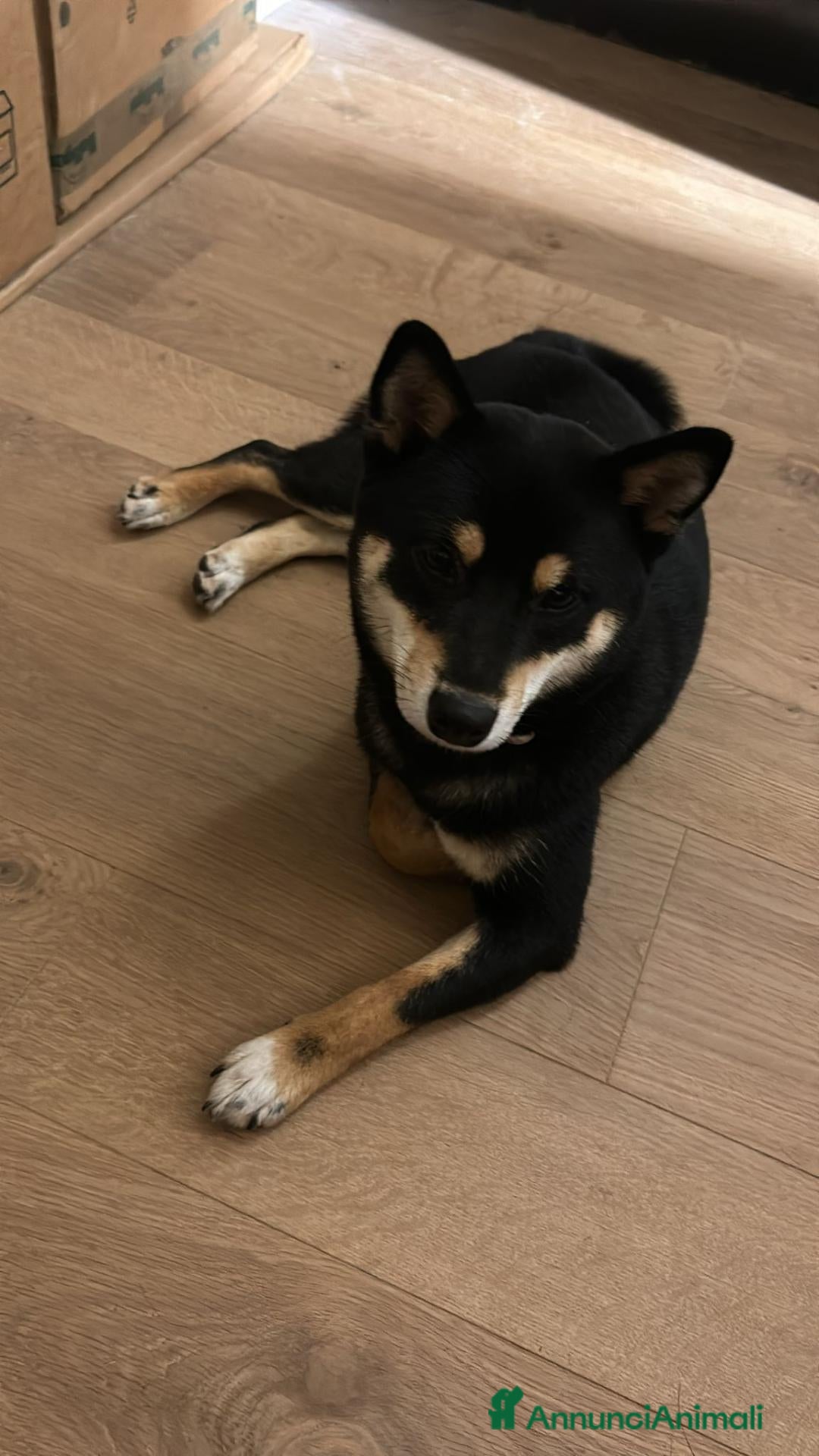 Shiba Inu cani SPLENDIDI CUCCIOLI DI SHIBA INU - Annuncio 36