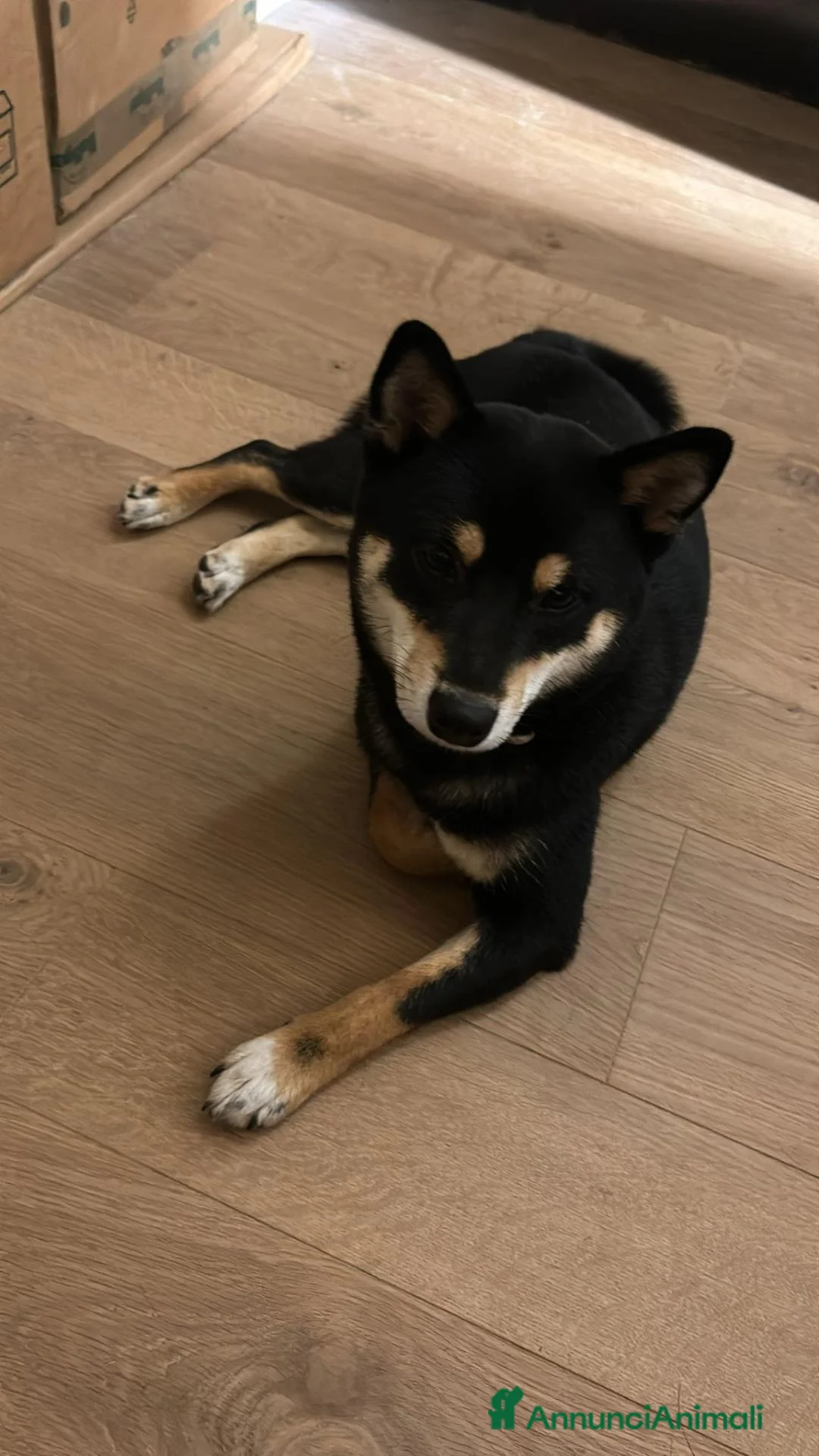 Shiba Inu cani in vendita: SPLENDIDI CUCCIOLI DI SHIBA INU - Annuncio 1