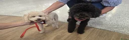 Barboncino cani in vendita: Barboncino nero.  - Annuncio 4