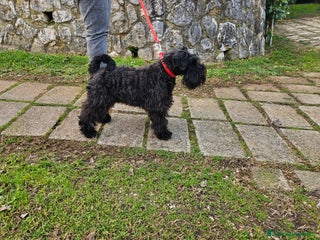 Mini Schnauzer cani Cuccioli schnauzer nano - Annuncio 2
