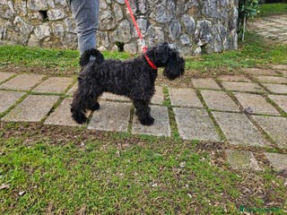 Mini Schnauzer cani Cuccioli schnauzer nano - Annuncio 2