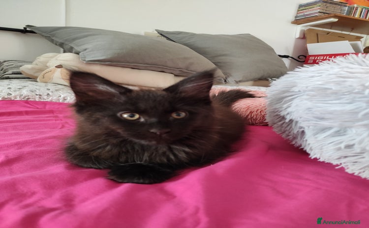 Maine Coon gatti - Annuncio 8