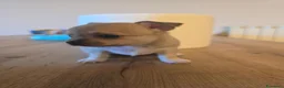 Chihuahua cani in vendita: Cuccioli di Chihuahua  - Annuncio 3