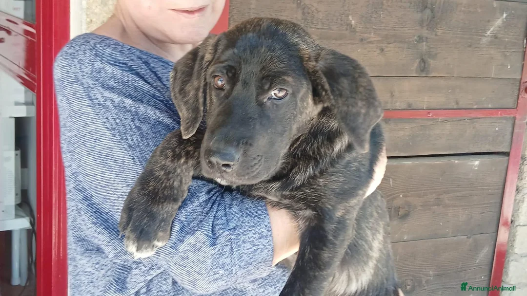 Meticcio cani in regalo: LA DOLCE BETH HA BISOGNO DI TE, IN ADOZIONE - Annuncio 2