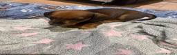 Bassotto cani in vendita: Bassotto a Provincia di Treviso - Annuncio 3