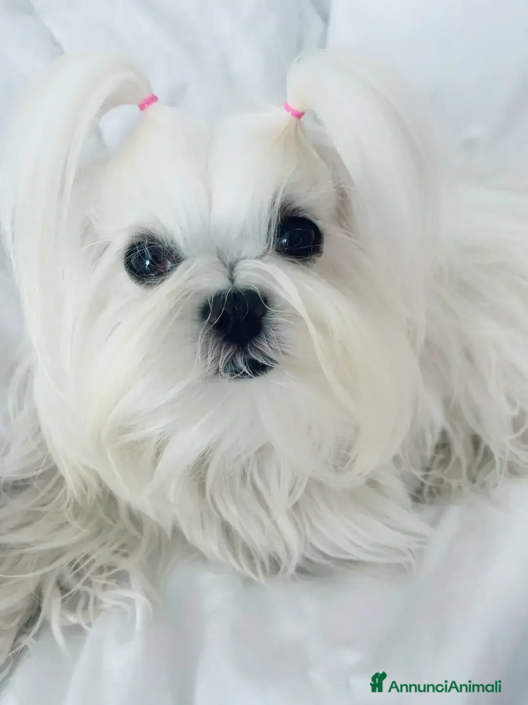 Maltese cani Maltesi  - Annuncio 19