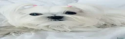 Maltese cani in vendita: Maltesi  - Annuncio 1