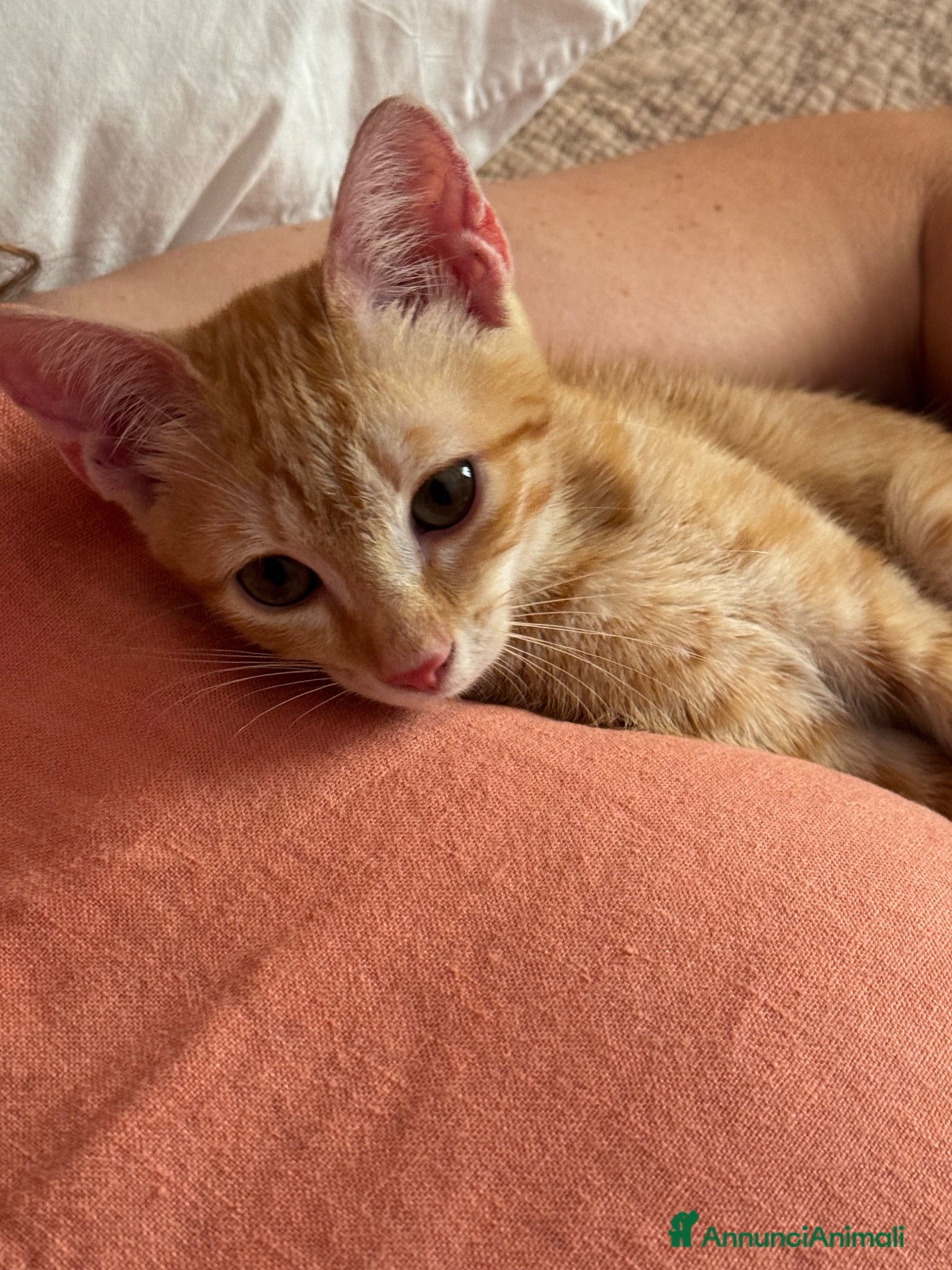 Meticcio gatti Ecco 2 gattini cercano una nuova casa - Annuncio 2