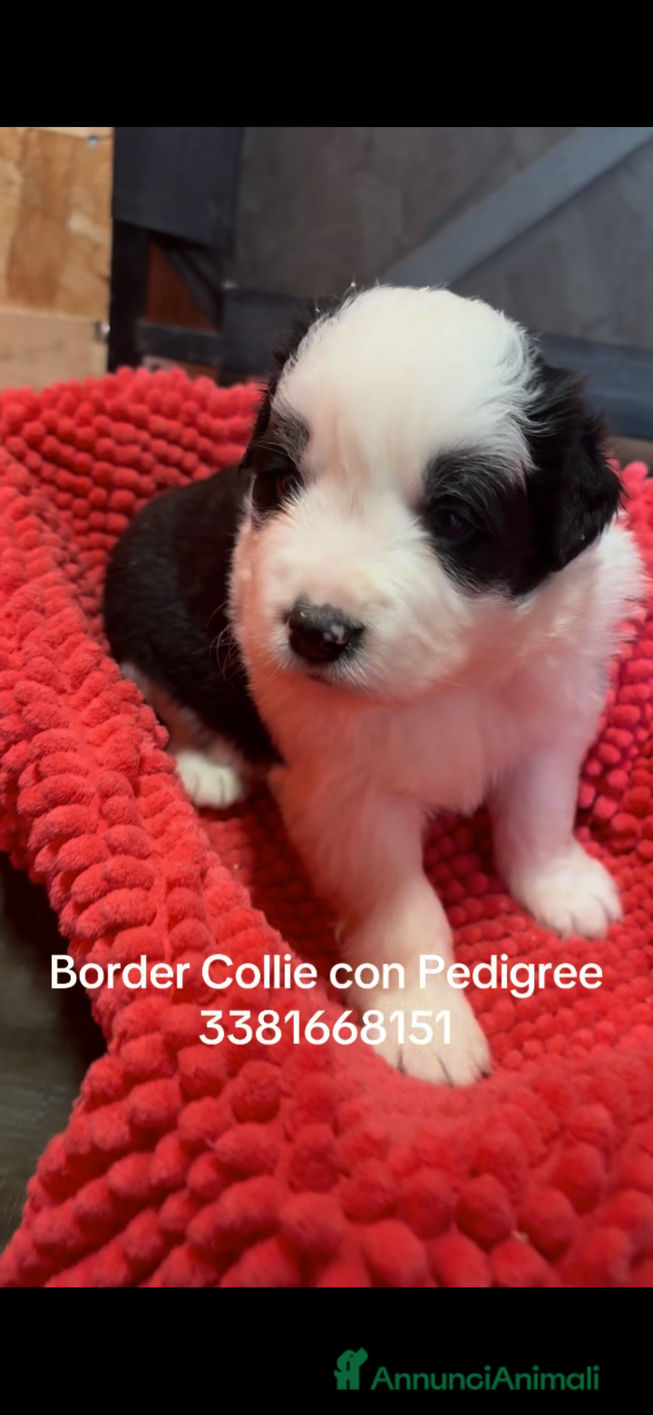 Border Collie cani Border collie  - Annuncio 12