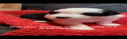 Border Collie cani in vendita: Border collie  - Annuncio 1