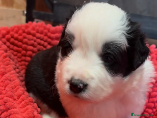 Border Collie cani Border collie - Annuncio 12