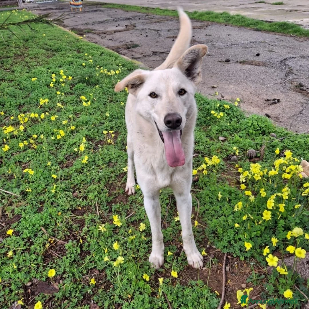 Meticcio cani in regalo: ERIS 🩷 - cucciola dolcissima cerca ancora casa - Annuncio 5