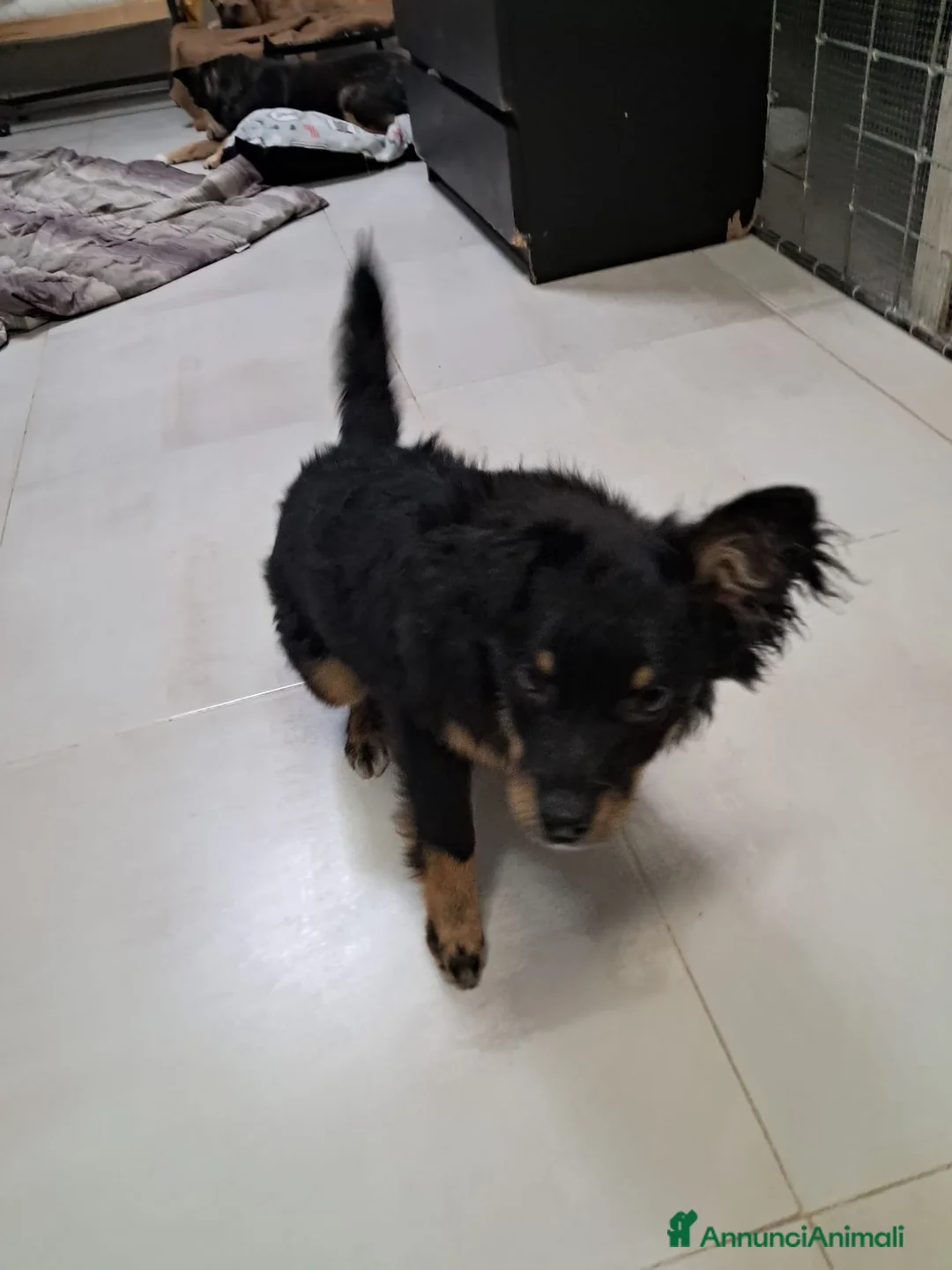 Meticcio cani in regalo: Jacopino - Annuncio 6