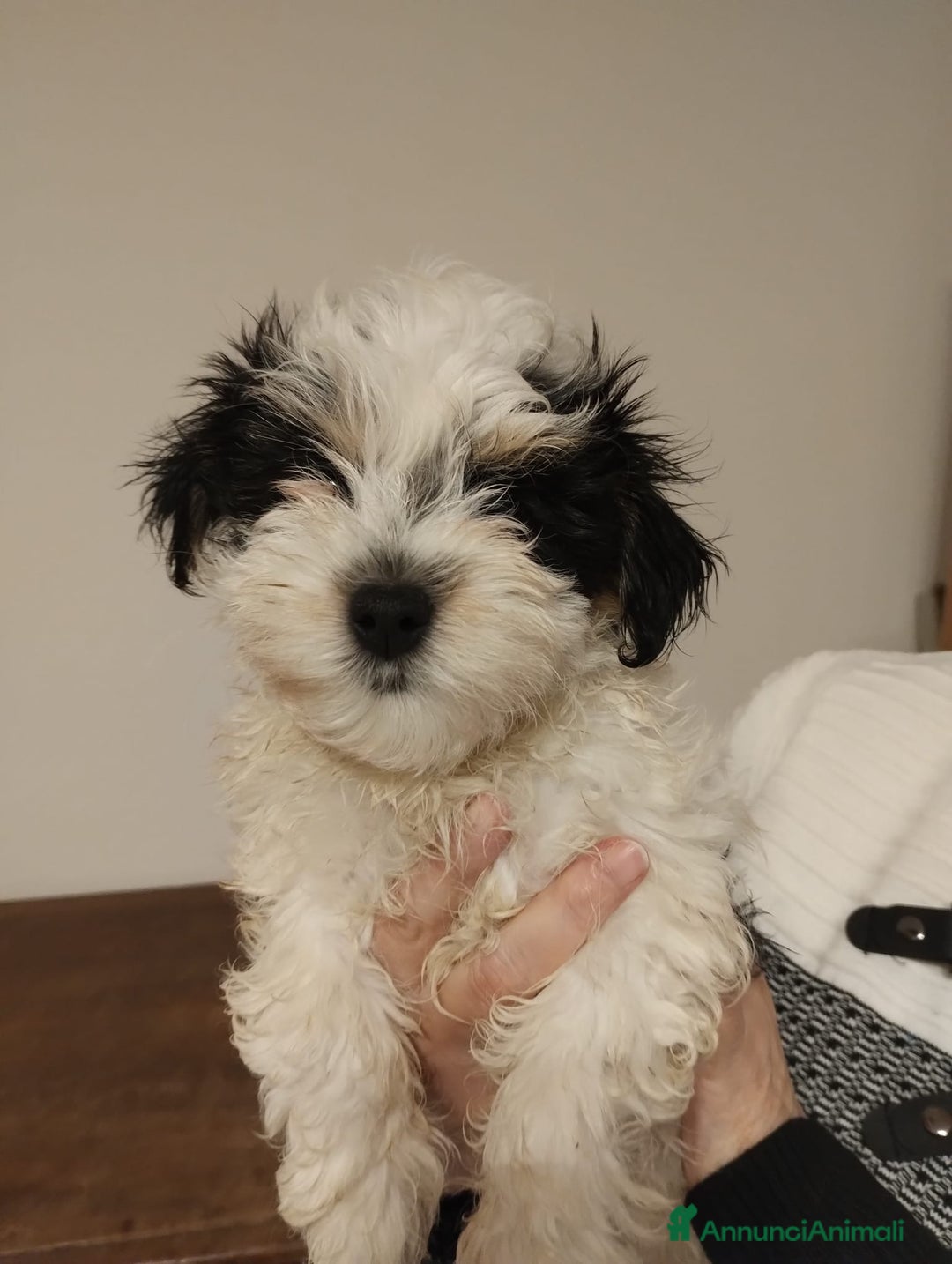 Bichon cani in vendita: Cuccioli bichon havanese - Annuncio 3