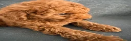 Barboncino Toy cani in vendita: Cucciolo barboncino toy - Annuncio 5