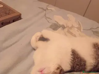 Europeo gatti Micino di tre mesi circa casa - Annuncio 23