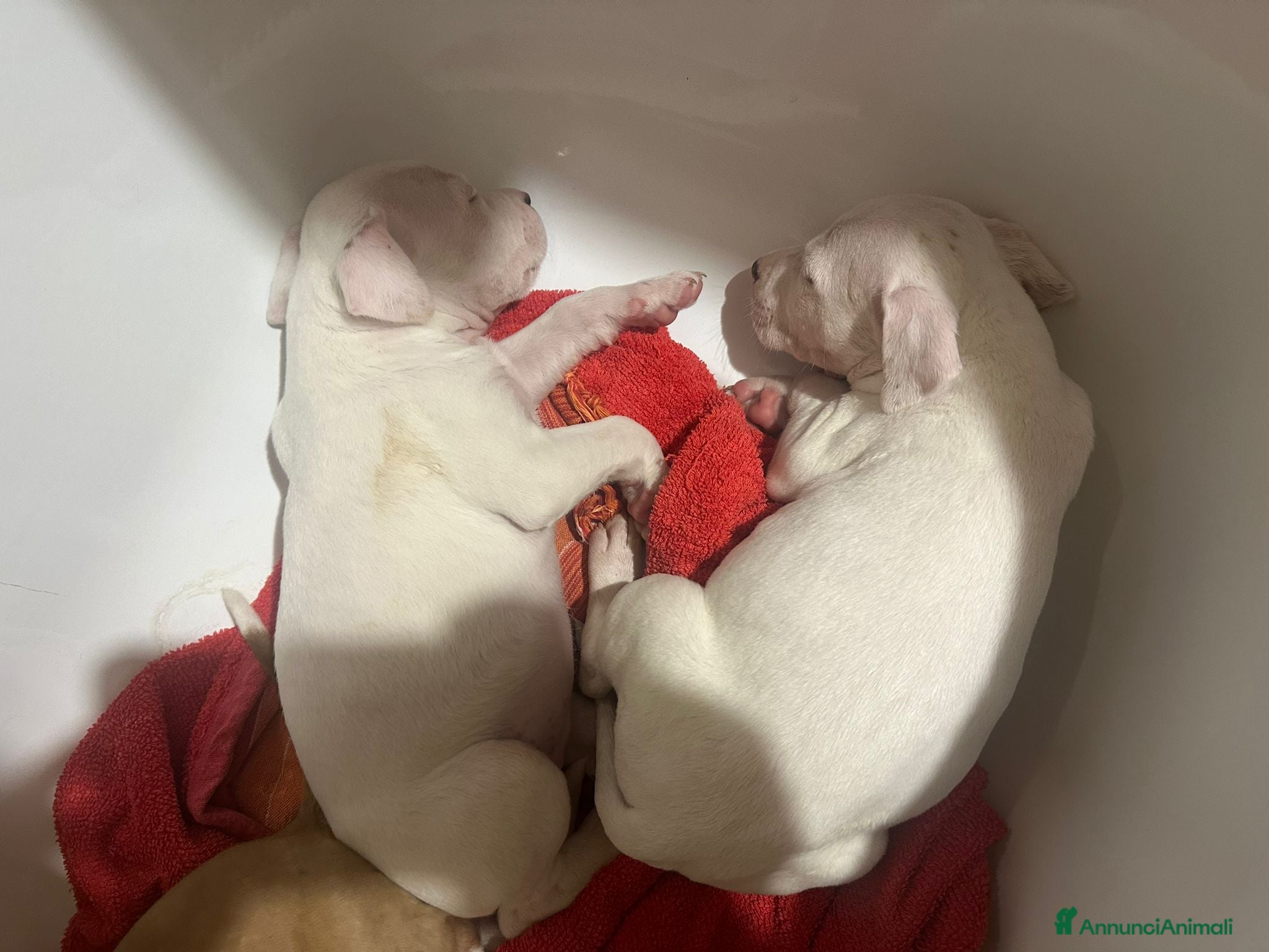 American Staffordshire cani in vendita: Cuccioli di American Staffordshire Terrier  - Annuncio 3