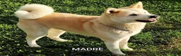 Akita Inu cani in vendita: UN AKITA INU PER NATALE  a Provincia di Vicenza - Annuncio 2