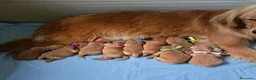 Golden Retriever cani in vendita: Golden retriever americani 100% - Annuncio 2