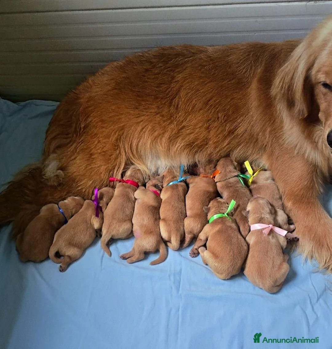 Golden Retriever cani in vendita: Golden retriever americani 100% - Annuncio 2