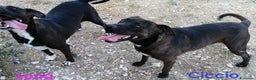 Meticcio cani in regalo: CICCIO una vita in canile, ora sogna una famiglia  - Annuncio 2