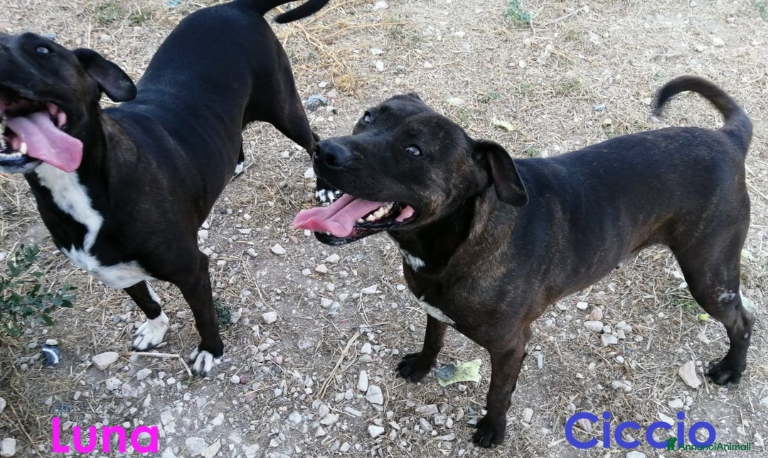 Meticcio cani in regalo: CICCIO una vita in canile, ora sogna una famiglia  - Annuncio 2